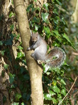 FZ004175 Grey squirrel in park.jpg